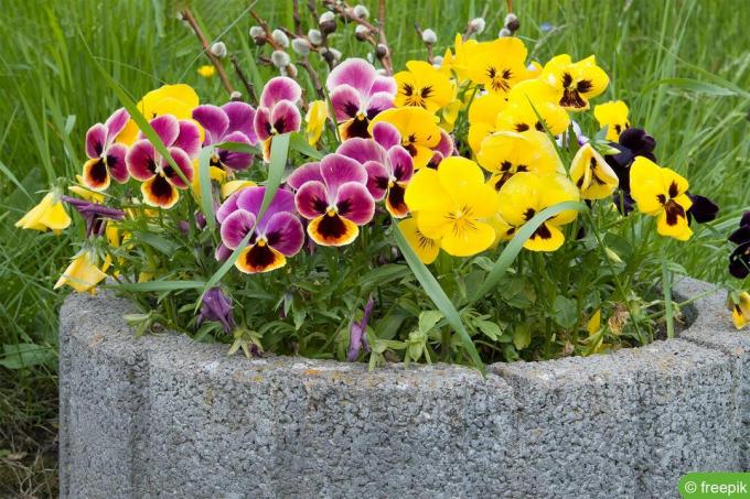 vill stemorsblomst (Viola tricolor)