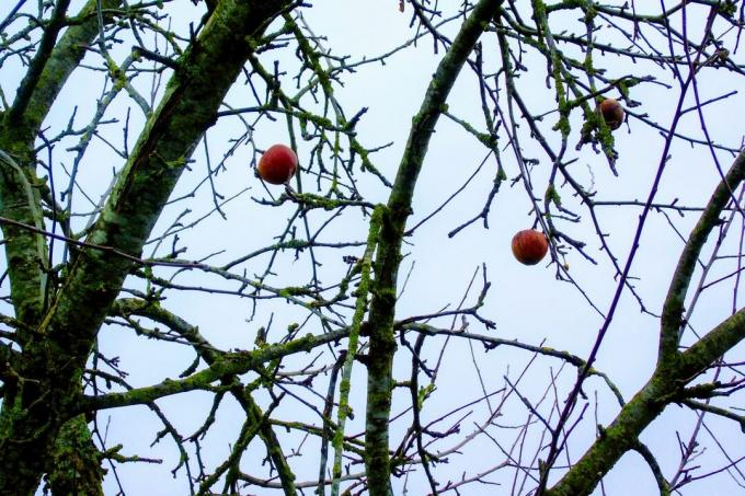 冬のリンゴの木