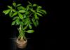 צמחי בית אקזוטיים: צמחים מיוחדים לבית שלך