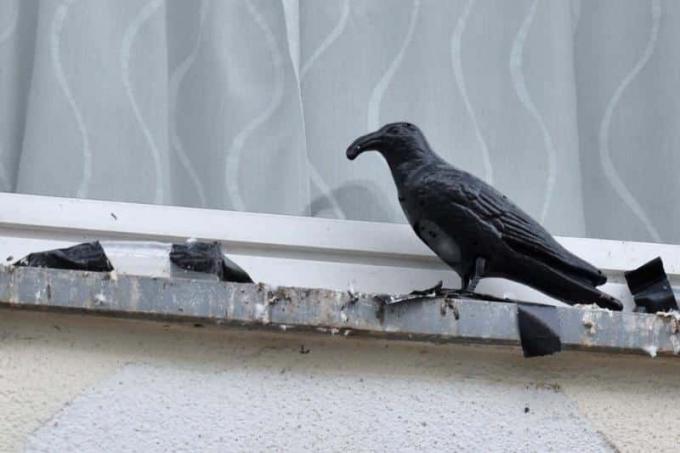 Mannequin d'oiseau corbeau sur le rebord de la fenêtre