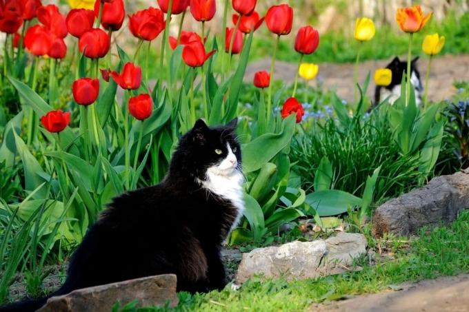 Кошка на грядке с тюльпанами