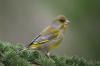 Greenfinch: song, food & nest in the profile