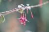Maintaining fuchsias: tips & tricks from a professional