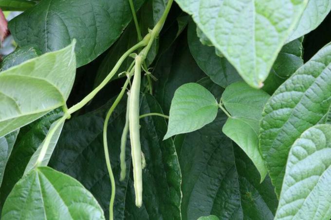 Panjat Kacang - Phaseolus vulgaris