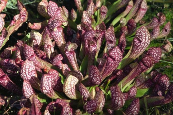 Papūgos ąsočio augalas (Sarracenia psittacina)