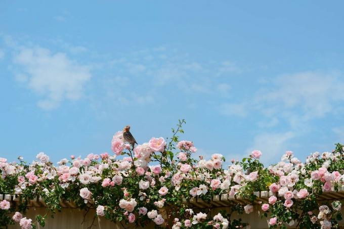 Rózsaszín hegymászó rózsák