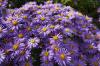 バルコニーボックスの秋の植え付け：バルコニー用の20の感謝の花