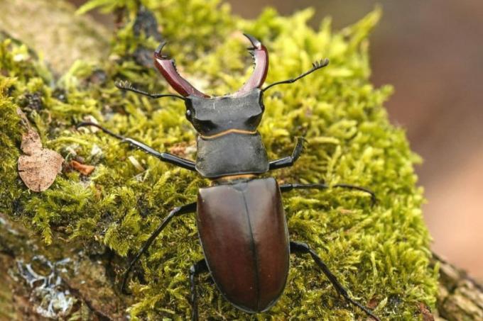 Stag beetle in the moss