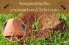 Resettle anthill in 5 steps