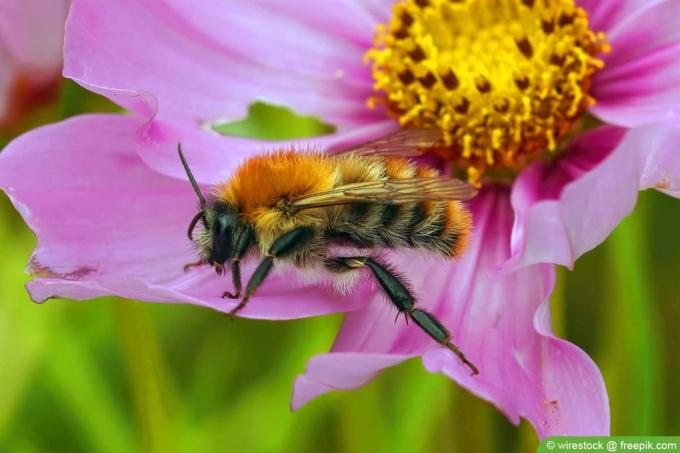 Field Bumblebee - Bombus pascuorum
