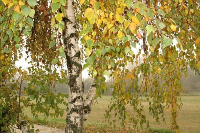 Beržas, lapai intensyvios spalvos rudenį