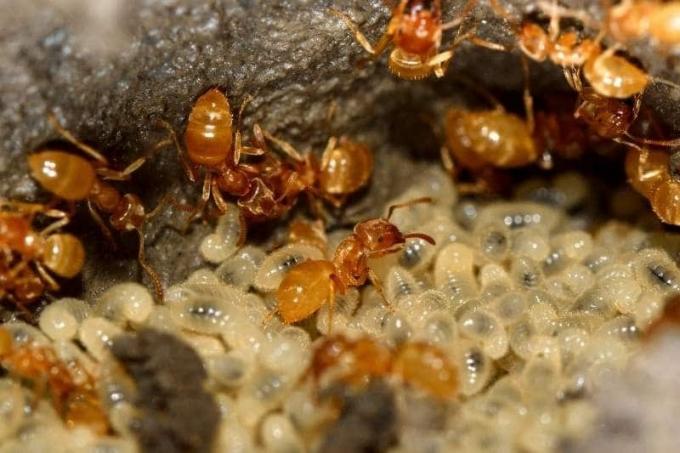 Жълта ливадна мравка (Lasius flavus)