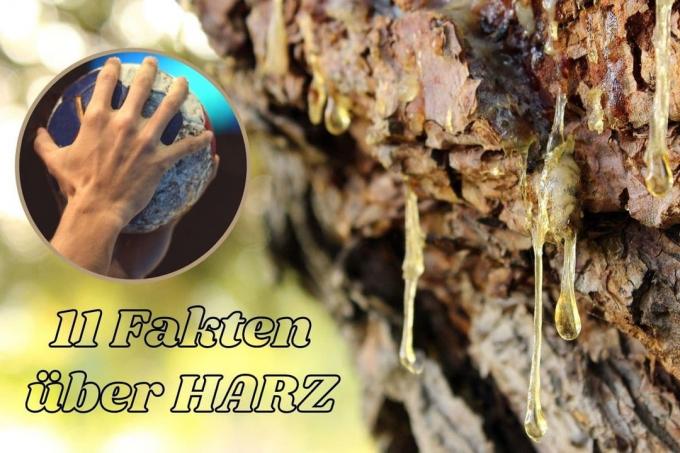 11 fakta om Harz