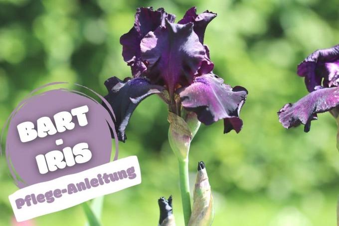 Skäggig Iris (Iris barbata)