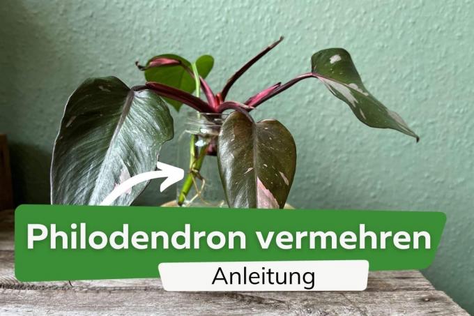 Philodendron'u çoğaltın: bu şekilde çalışır