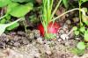 Înțepărea legumelor: informații pentru plante legumicole, cum ar fi spanacul, porumbul & Co