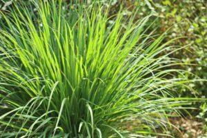 Pielęgnacja trawy cytrynowej: roślinna, cięta, zimowa