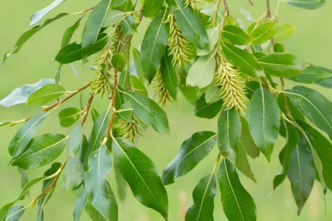 Laurbærpil (Salix pentandra)