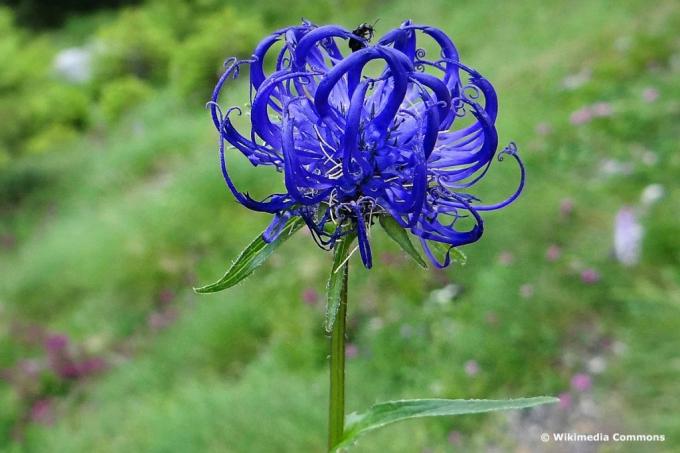 球状の悪魔の爪（Phyteuma orbiculare）、青い牧草地の花