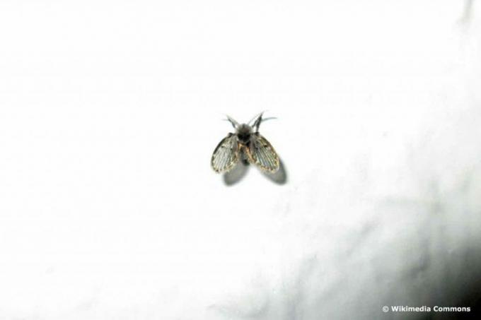 Kürtaj sineği (Psychoda grisescens)