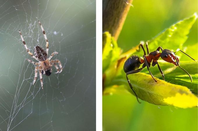 Insekt vs. edderkopp
