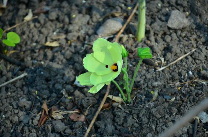 зелен хибискус пониква в земята