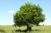 Како заштитити своје дрво од оштећења