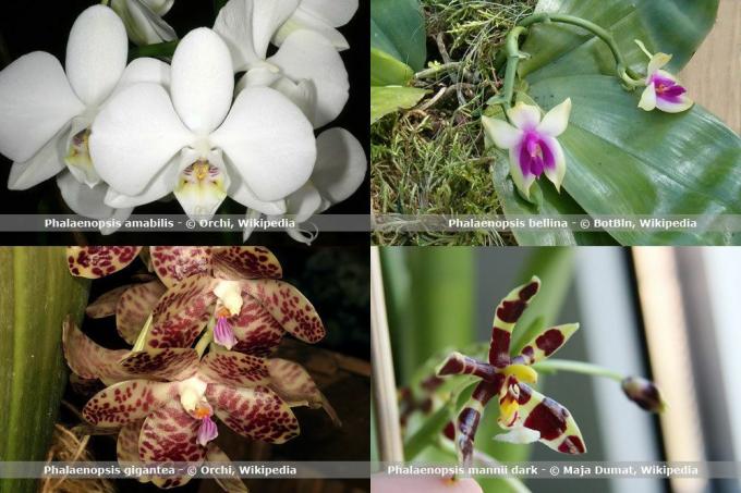 Orchidea fajok, Phalaenopsis