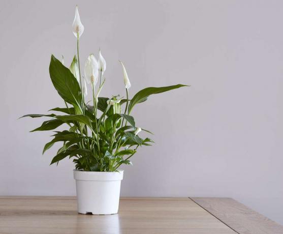 空気を浄化するための白い背景に対してテーブルの上の白い花と平和ユリ