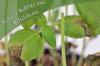 Basilika får bruna blad: så här blir den snabbt frisk igen