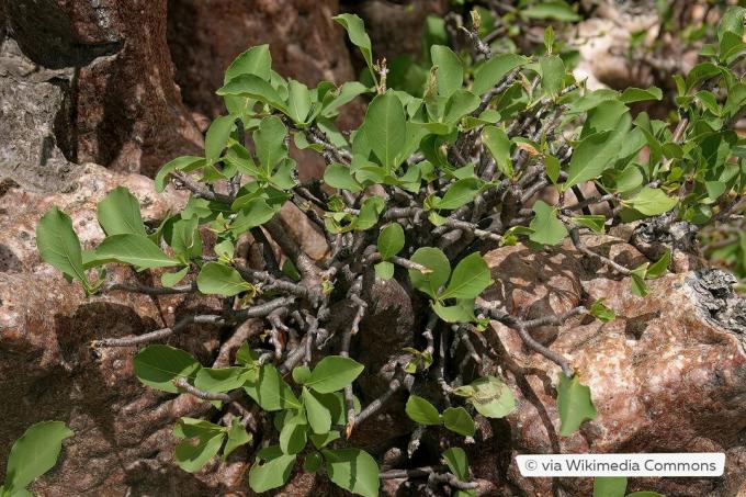 아프리카 바오밥나무(Adansonia digitata)