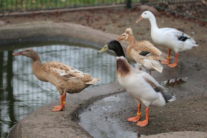 Indické kačice pri rybníku