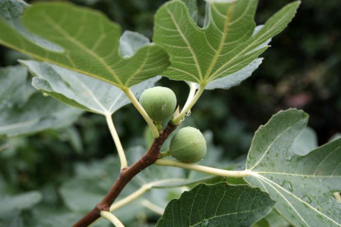 podlewaj drzewo figowe