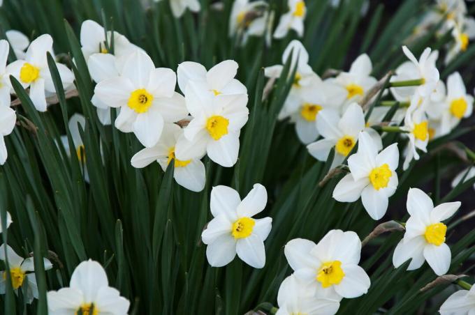 White-blooming daffodils