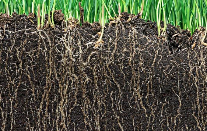 Soil rich in humus with roots