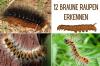 Определение коричневых гусениц: 12 видов с изображением
