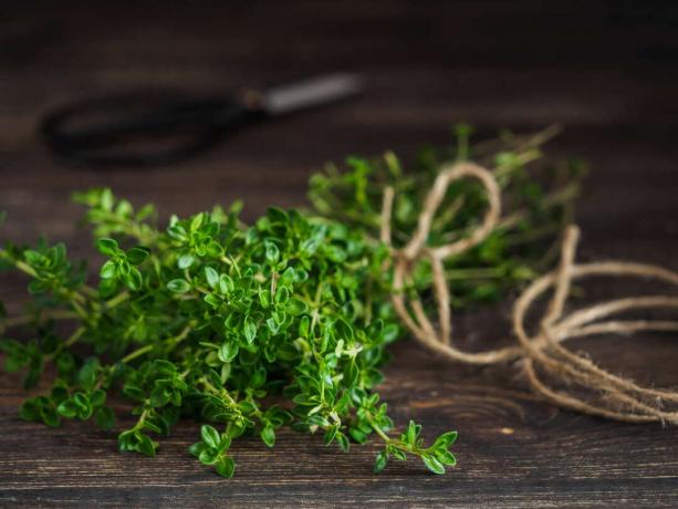 Bunch of thyme on string