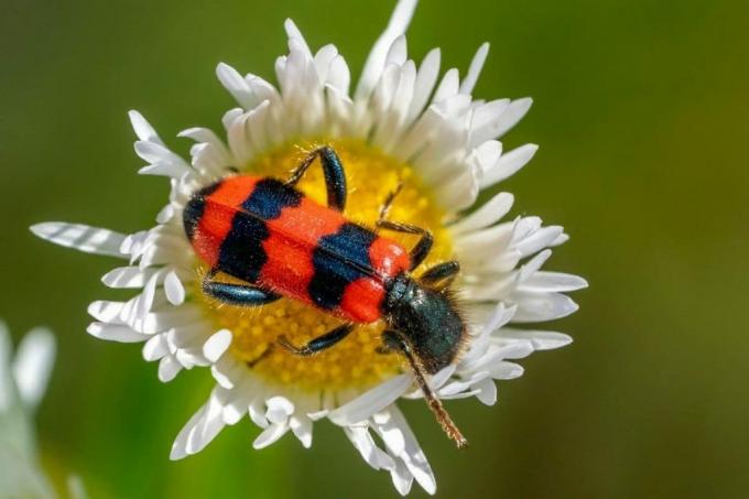 Gândacul albinei (Trichodes apiarius)