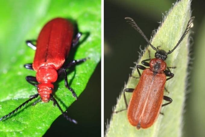 Kumbang api merah (Pyrochroa serraticornis) dan Kumbang api oranye (Schizotus pectinicornis)