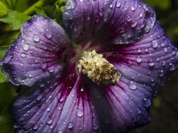 Purple hibiscus with drops