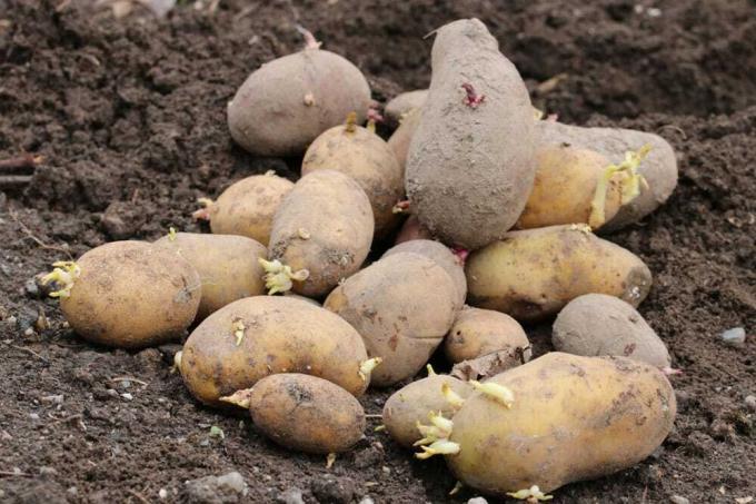 Bien fertiliser les pommes de terre