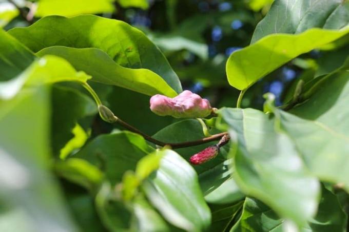 Магнолія огіркова (Magnolia acuminata)