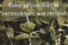 As folhas do eucalipto secam: como salvá-las?