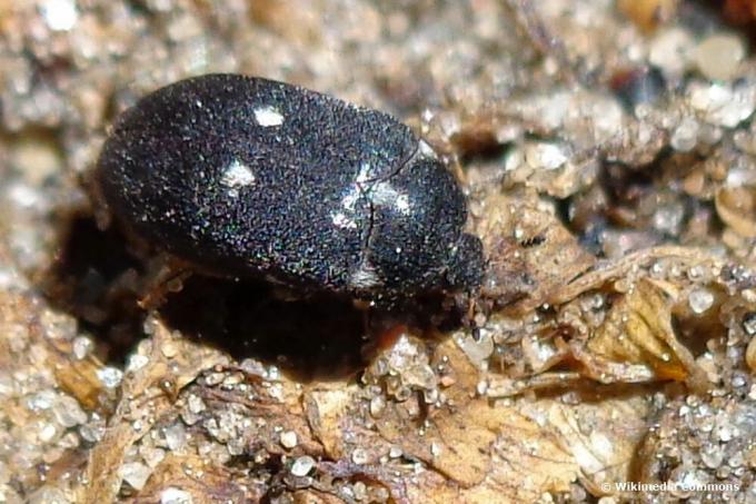 Fur beetle