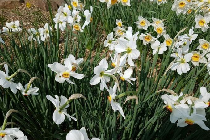 白い水仙、白い牧草地の花