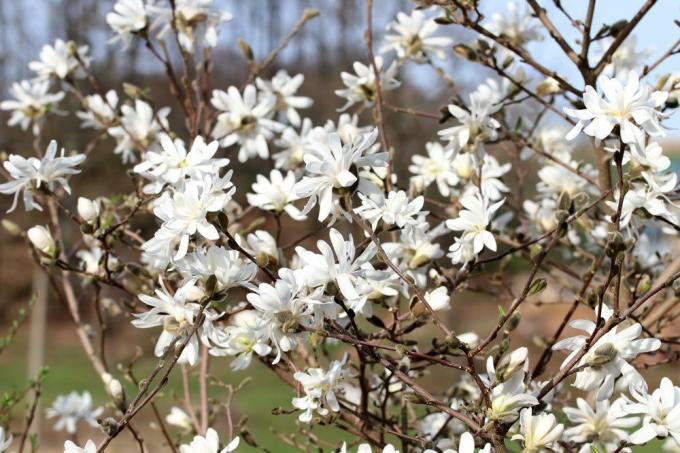 Magnolia étoilé, arbuste à fleurs blanches