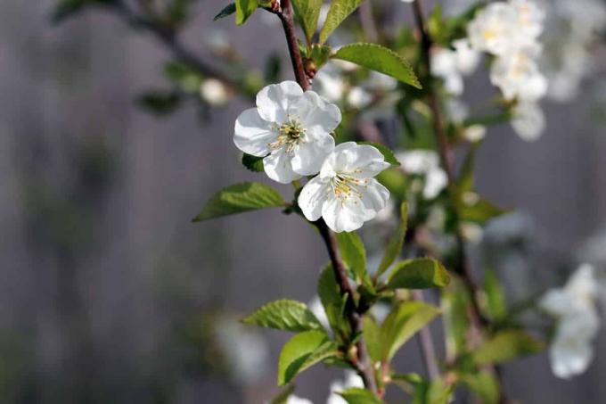 Sour Cherry - Prunus cerasus