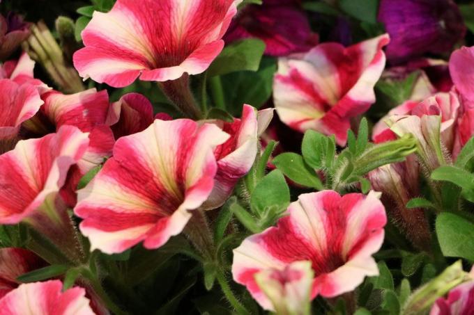 Petunias with two-tone flowers