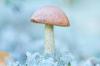 Путаница с березовыми грибами: бывают ли ядовитые двойники?
