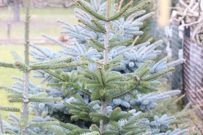 Modrý smrek (Picea pungens glauca)